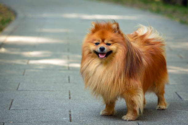istock Pomeranian - Spitz-type dog breed walks in the park. 1416792310