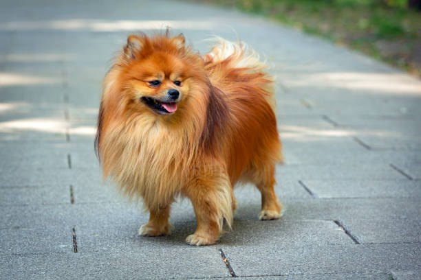 istock Pomeranian - Spitz-type dog breed walks in the park. 1416792324