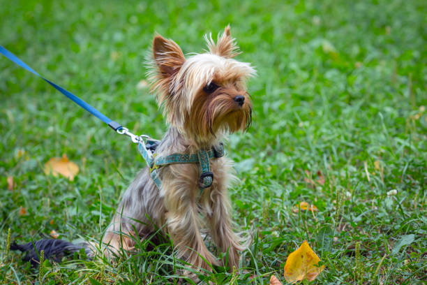 istock Funny Yorkshire terrier close-up on a background of grass. 1416792373