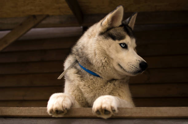 istock A husky dog stands on a wooden surface 1416792387