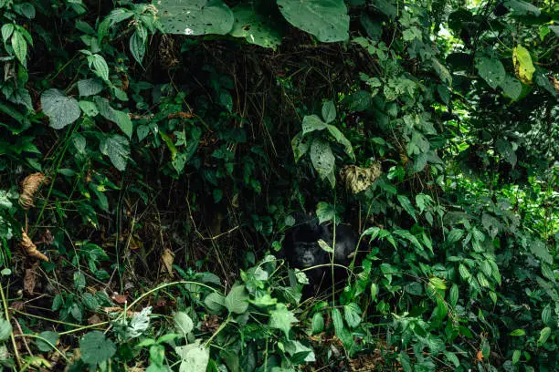 Photo of Portrait of a mountain gorilla. Bukavu in the DRC