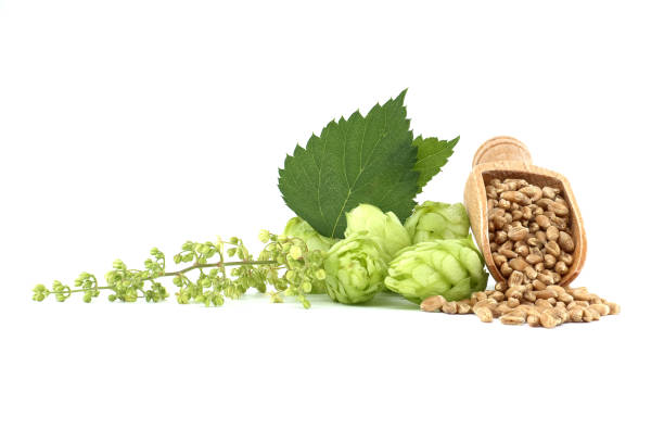 Hop cones and wheat grain over white background stock photo