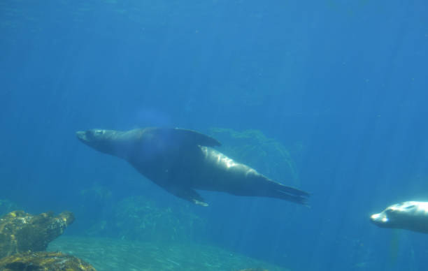 istock Playful Sea Lions Swimming Along Under Water 1416801859