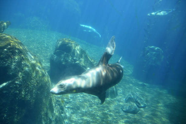 istock Swimming Sea Lion in Deep Blue Waters 1416801868