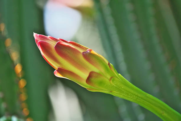 Bud of Cereus hildmannianusHashira cactus buds
