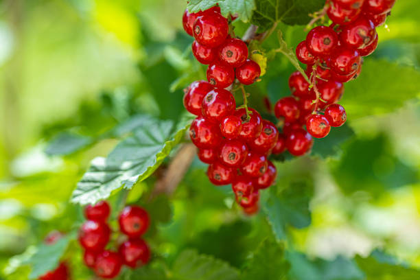 istock Ripe red currants with green leaves on a bush close-up as a background. 1416802124