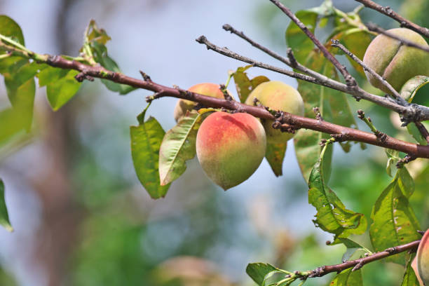The fruit of a peach tree that fell in a typhoonPeach tree toppled in a typhoon