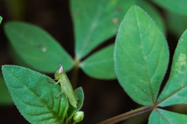 istock Grasshopper rests on green leaf with blurred background and copy space. 1416804289