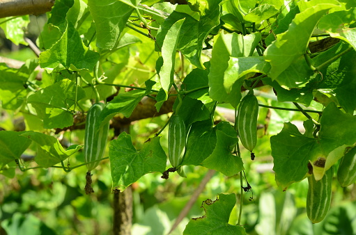 Ivy gourd with leaves, natural, food, natural and agricultural photo.