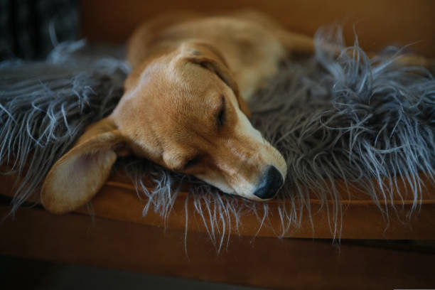istock Cute dachshund dog sleeping on armchair with grey blanket 1416811101