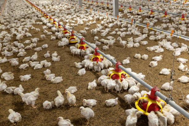 istock Chicken automatic feeding in close farm, temperature and light control , Thailand. 1416811587