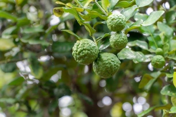 istock Kaffir lime , Bergamot or Citrus hystrix on tree in backyard. 1416811612