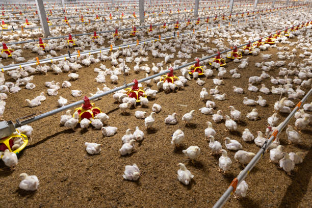 istock Chicken automatic feeding in close farm, temperature and light control , Thailand. 1416811625
