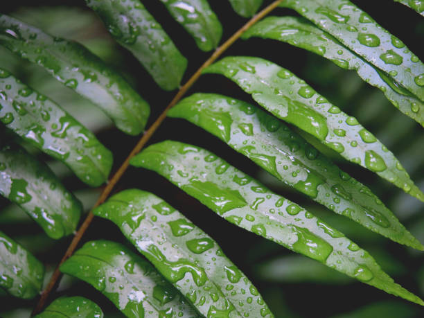 istock Green leaves with rain drops. 1416811973