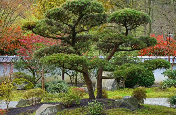 a small and delicate japanese inspired garden - japanese culture landscape landscaped ornamental garden imagens e fotografias de stock