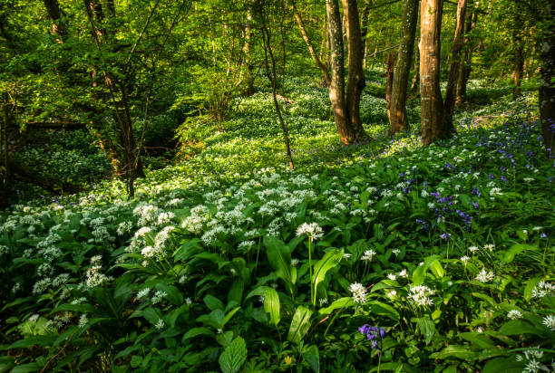 istock Wild Garlic Bluebells High Weald 1416816488