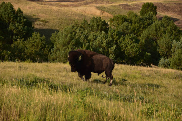 istock North American Buffalo Standing in a Field 1416816573
