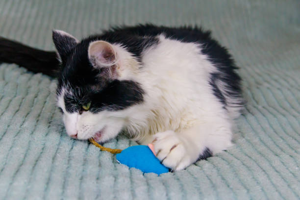 istock Beautiful cat playing with a mouse toy on a bed 1416816622