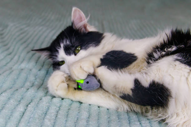 istock Beautiful cat playing with a mouse toy on a bed 1416816623