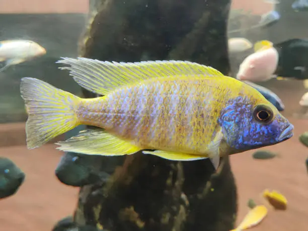 Selective focus of The Yellow Peacock cichlid, Aulonocara baenschi from VGP freshwater aquarium.