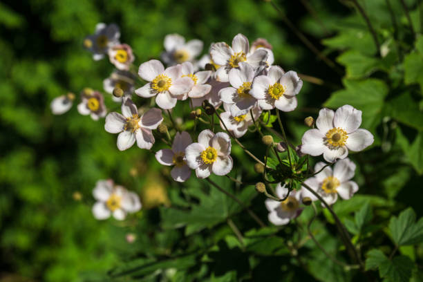 istock Japanese anemones 1416818281