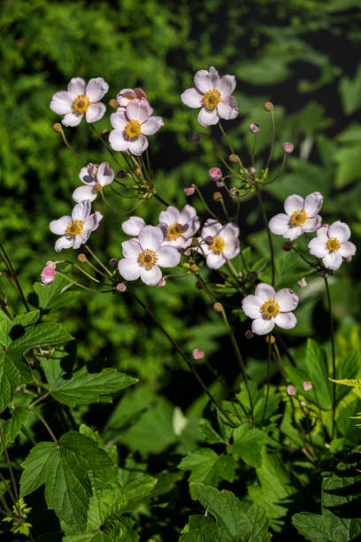 istock Japanese anemones 1416818284