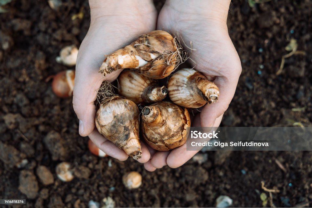 hands holding daffodil bulbs before planting in the ground Planting daffodil bulbs in the ground in autumn. Hands holding spring hyacinth flower bulbs, gardening Plant Bulb Stock Photo