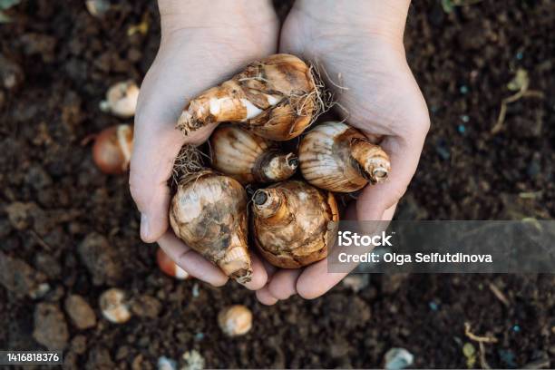 Hands Holding Daffodil Bulbs Before Planting In The Ground Stock Photo - Download Image Now