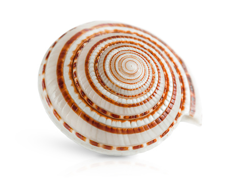 Close-Up Of Shell Clam Against White Background.