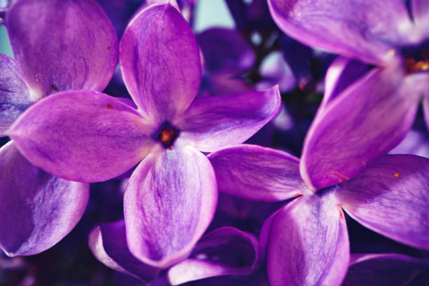 istock Macro image of spring lilac violet flowers 1416821256