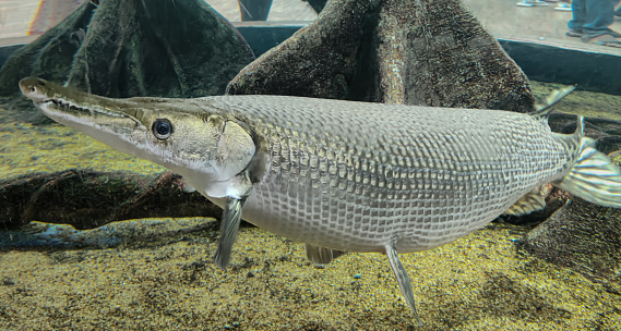 Linesider or Striped Bass fish swimming in aquarium, close-up.