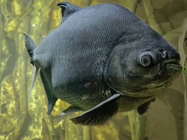 Photo of Tambaqui (Colossoma macropomum) or giant pacu in a pond