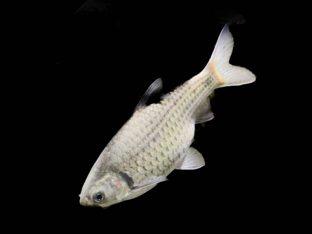 60+ Java Barb Barbonymus Gonionotus Stock Photos, Pictures & Royalty ...