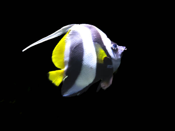 Pennant coralfish or coachman isolated on black background Pennant coralfish or coachman isolated on black background pennant bannerfish photos stock pictures, royalty-free photos & images