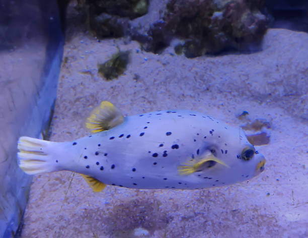 Selective focus of Black Spotted puffer fish in a aquarium. Selective focus of Black Spotted puffer fish in a aquarium. arothron nigropunctatus stock pictures, royalty-free photos & images
