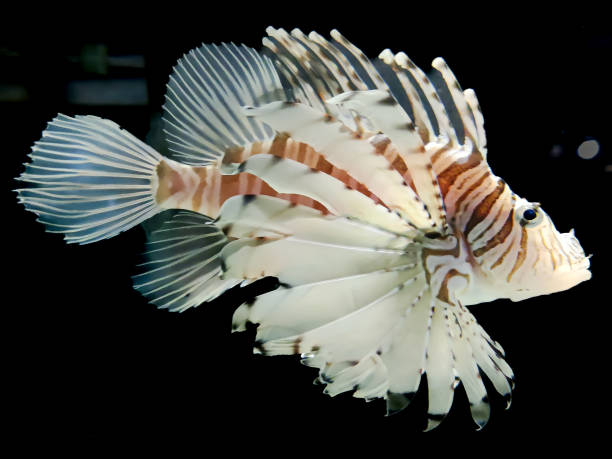istock Zebra Lion Fish isolated on black background. 1416821292