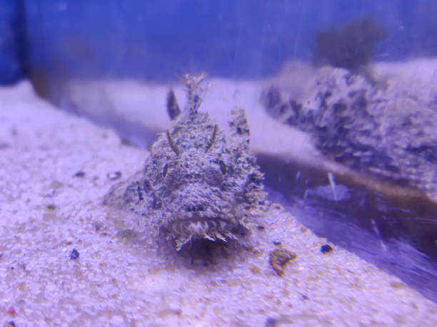 selektywne ogniskowanie stonefish (synanceia verrucosa) w kamuflażu - rock beauty zdjęcia i obrazy z banku zdjęć