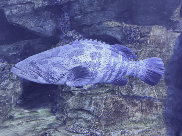 istock Malabar Grouper in a underwater aquarium .Selective focus. 1416821298