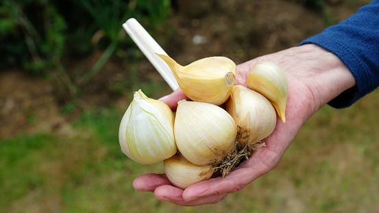 Female hand holding freshly pulled garlic harvested from a kitchen garden.