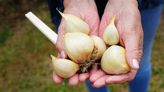 Female hand holding freshly pulled garlic harvested from a kitchen garden.