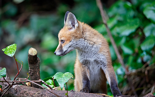 Fox cubs playing near their den