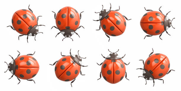 Harmonia axyridis Asian Ladybeetle Insect. Digitally Enhanced Photograph.