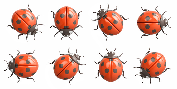 Ladybugs collection isolated on white background. Top view. 3D rendering