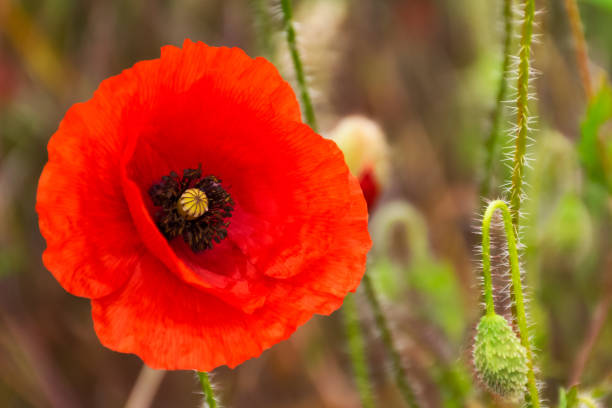 istock close up of red corn poppy 1416828253