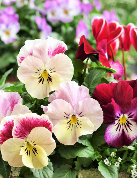 istock pansy flowers in the spring garden. 1416830704