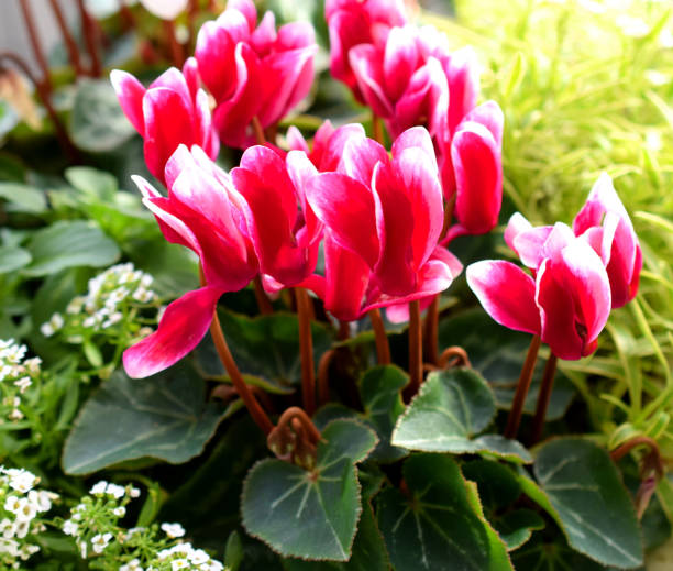 istock cyclamen flowers in the spring garden. 1416830864