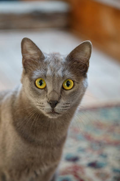 istock Close-up on gray short haired cat looking at camera attentively 1416831025