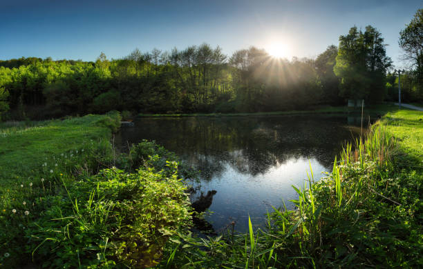 istock Lake with sun reflection in water near forest 1416833849