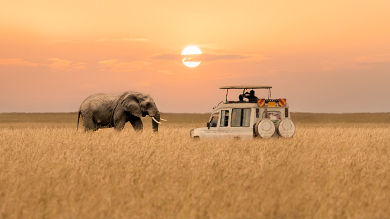 Lone African elephant walking with blurred foreground of savanna grassland and blurred tourist car stop by watching during sunset at Masai Mara National Reserve Kenya.