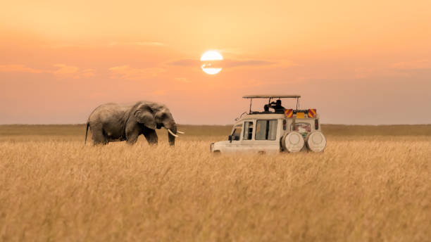 African elephant walking with tourist car stop by watching during sunset at Masai Mara National Reserve Kenya. Lone African elephant walking with blurred foreground of savanna grassland and blurred tourist car stop by watching during sunset at Masai Mara National Reserve Kenya. nature reserve stock pictures, royalty-free photos & images